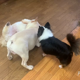 今日のお遊びの画像