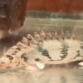 ★エンドリケリーウルトラショート！★の画像