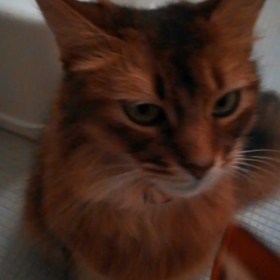 ブラッシングの画像