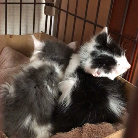 まだまだ、苦しそうなゴマちゃんの画像