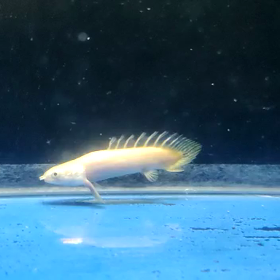 激レア魚！の画像
