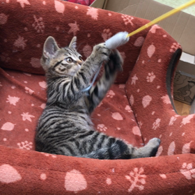 保護猫ごんごんの画像