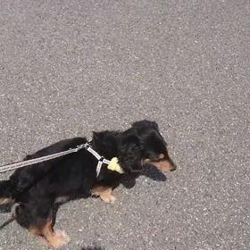 マロくん♡の画像