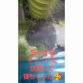 今日は日記の日の画像