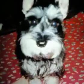 一代目のパールだよ♪の画像