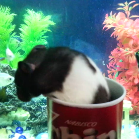 チップスターから～のハムスター♪の画像