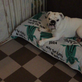 新しいオモチャ⁈ 〜 smart ballの画像