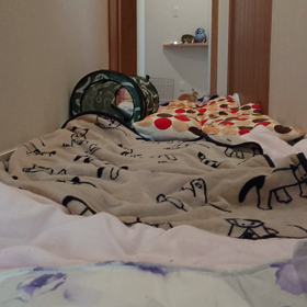 今日も探検の画像