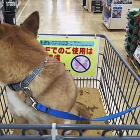 犬を連れて行かれる場所が増えましたねの画像