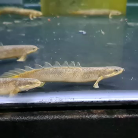 ちょっとかわったリーズナブルなセネガル！の画像