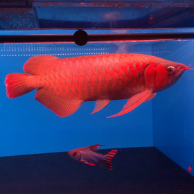 こんばんは。の画像