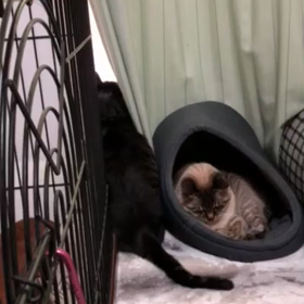 しっぽでパンチ?!の画像