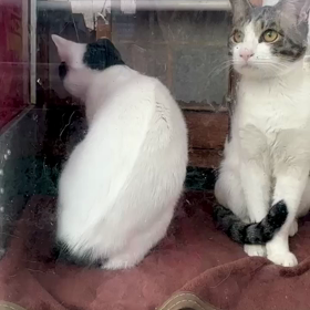 ”1.13 センターにいた犬たち”  複数県、拡散希望のblog追記＋茨城柴犬の画像