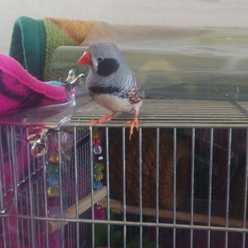 ぴーちゃん不調。の画像