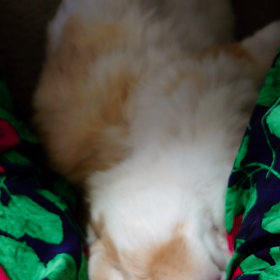 私をいつも幸せな気持ちにしてくれるポトフくんの画像