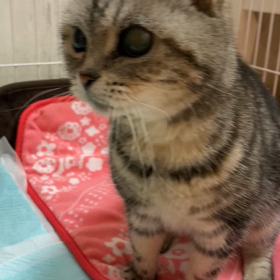 知り合いの玄関前でアメショー柄の猫がうろうろしていますと。の画像