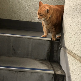 猫動画の画像