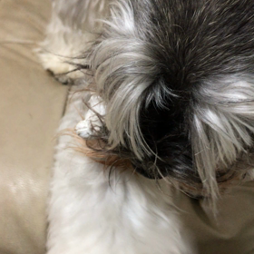 お決まりの動きの画像