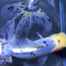 鈴木東錦 動画を撮りましたの画像