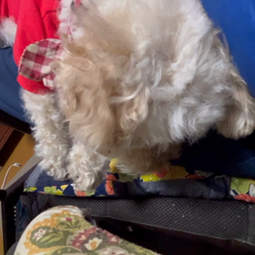 寧々の寝言の画像