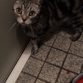 出してくれにゃ〜ん！の画像