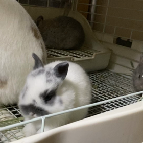 ぶちこちゃん一家お引越しの画像