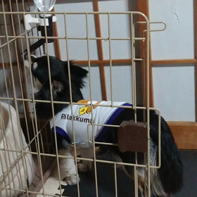 横着者発見！の画像