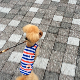 ルイくん★二足歩行と展示会の画像