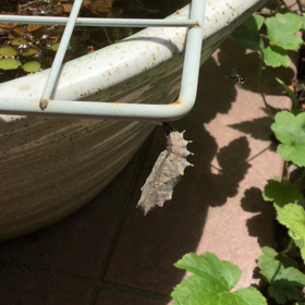 サナギは動く❣️の画像