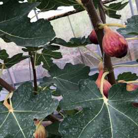 いちじく狩りの画像