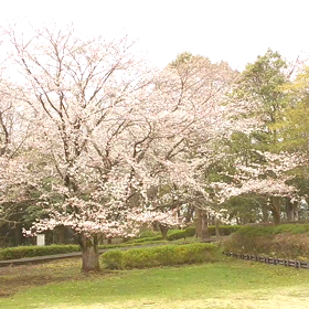 大庭城趾公園の桜の画像