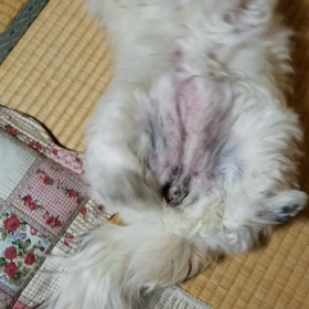 あたちの舞を披露するでつ♡の画像