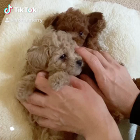 ラテちゃんとモカちゃん〜追記あり〜の画像