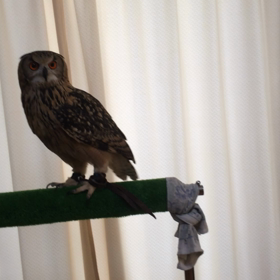 やればできる子の画像