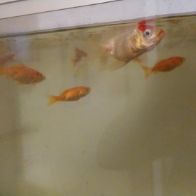 ごーはーんー！！！の画像