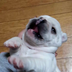 フレンチブルの画像