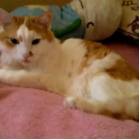 ちょっと遊んでみたなり~の画像