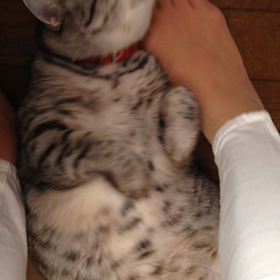 ネコ様！！の画像