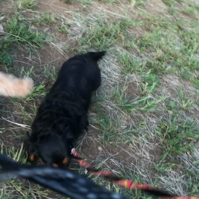 ♪お散歩動画♪代々木公園♪の画像