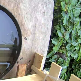 すぎぴたんの事件簿シーズン2　331話（水飲み鳥・ヒヨドリ）の画像