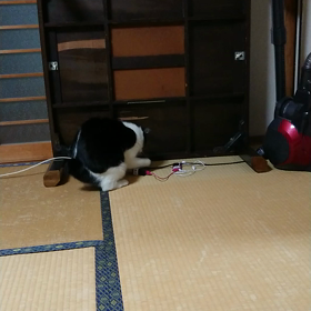 猫に癒される夜の画像