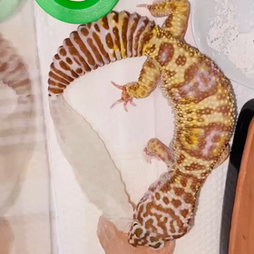 カムちゃん脱皮パート2の画像