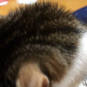 2023/03/14 ジム活と、今日のにゃんず動画狙ってる？狙われてる？の画像