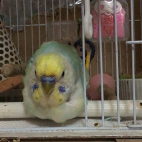 巨にゅうインコのたれパイ動画の画像