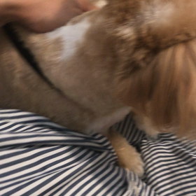 最近ぷーこちゃんがの画像