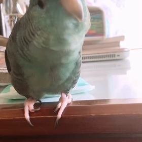 しゃべるインコの画像