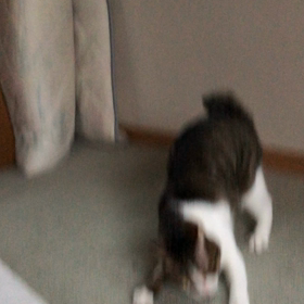 なかなか見れない金メダル！8月からの修行！デール見つけた1人遊び動画。の画像