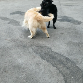 フラットコーテッドレトリバーのいる暮らしの画像