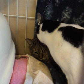 仁神（じんじん）くん☆これより荼毘にふします。の画像