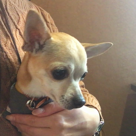 まめとまめぶえの画像